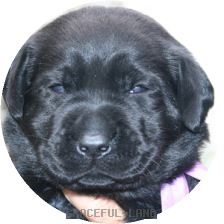 パープル(NORBLE 男の子)